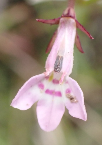 Lobelia flaccida, photograph 5