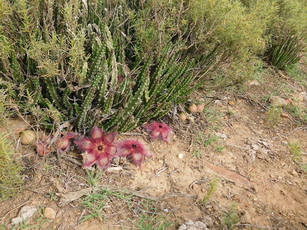 Stapelia x multiflora 2