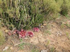 Stapelia hirsuta