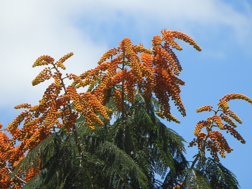 Colvillea racemosa, photograph 1