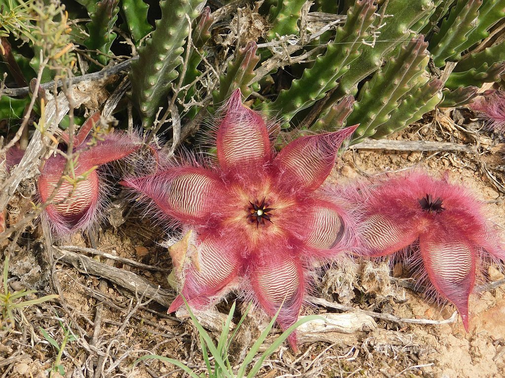 Stapelia x multiflora