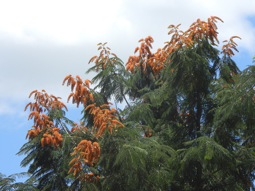 Colvillea racemosa