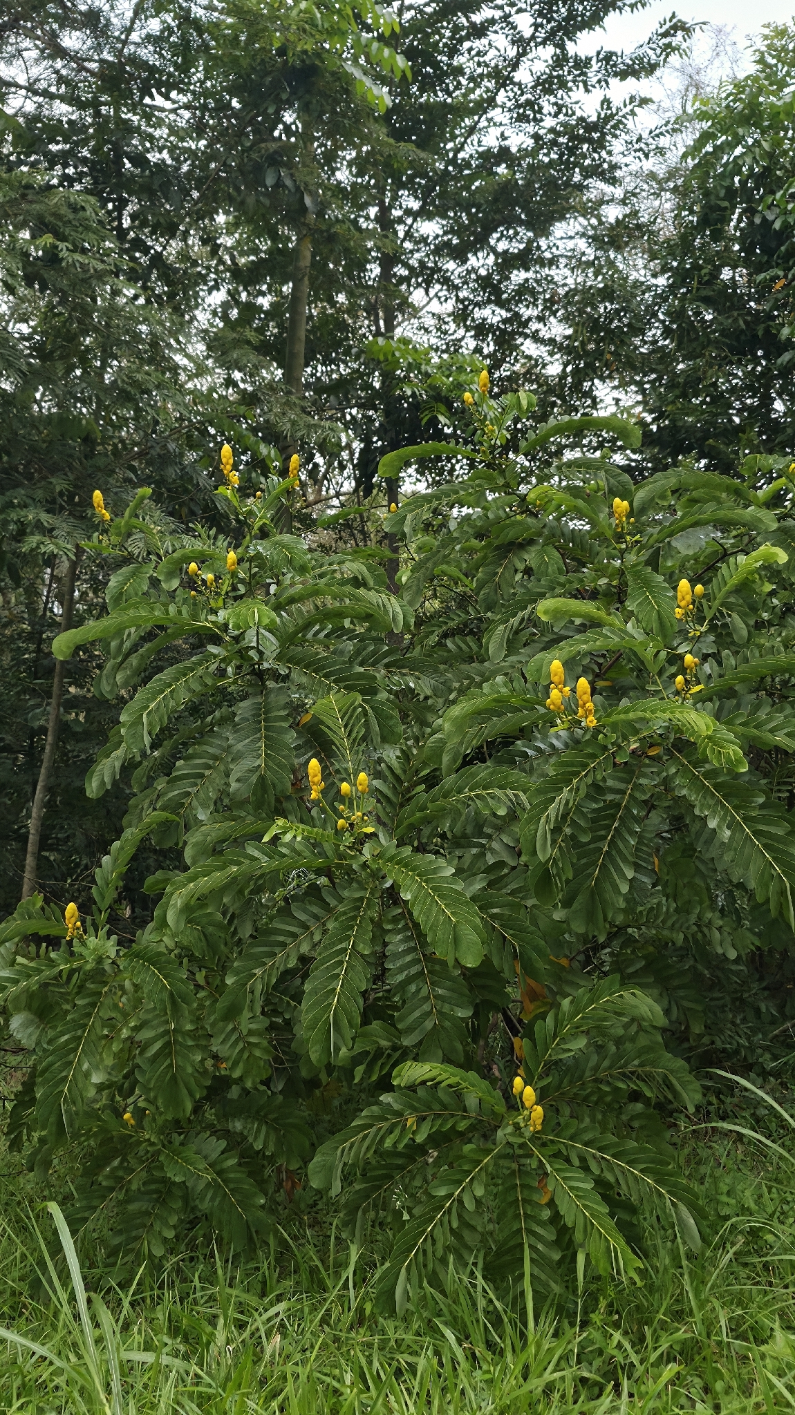Senna alata