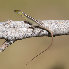 Cuban Green Anole photo 4