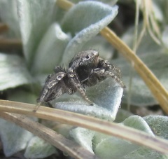 Habronattus altanus