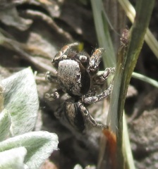 Habronattus altanus