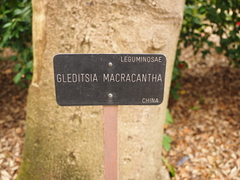 Gleditsia sinensis