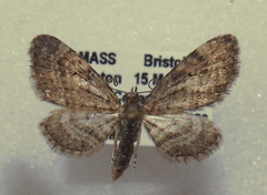 Eupithecia palpata
