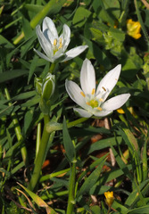 Ornithogalum montanum