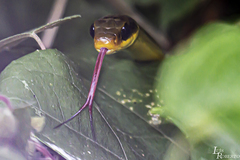 Chironius bicarinatus