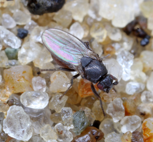 Thoracochaeta zosterae