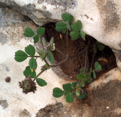 Medicago coronata