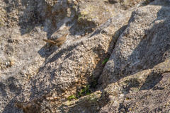 Tarphonomus certhioides