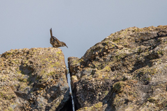 Tarphonomus certhioides