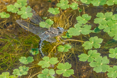 Rhionaeschna pallipes