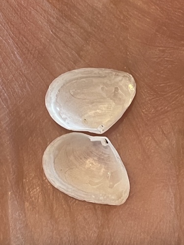 Cumingia tellinoides, 2026-04-22