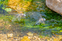 Rhionaeschna pallipes