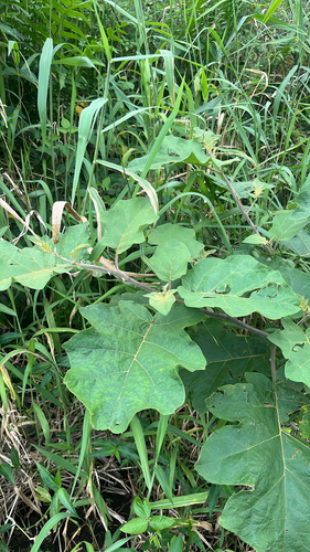 Solanum torvum observed 2026-04-18