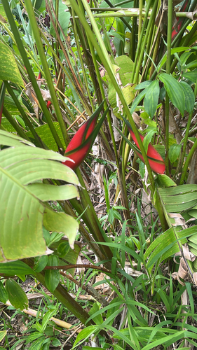 Heliconia bihai observed 2026-04-18