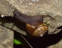 Helminthoglypta nickliniana