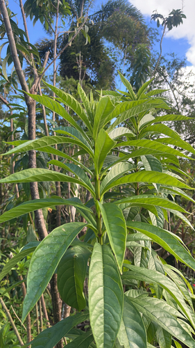 Clerodendrum indicum observed 2026-04-19