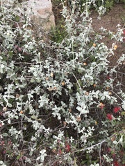 Buddleja marrubiifolia