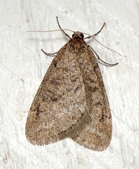 Paleacrita vernata