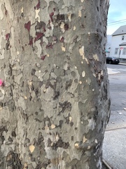 Platanus × hispanica