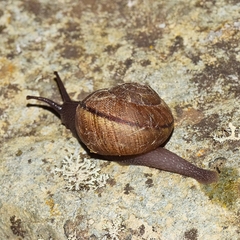 Helminthoglypta nickliniana