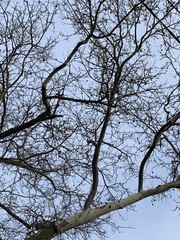 Platanus × hispanica