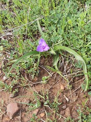 Tradescantia tharpii