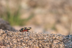 Melanophryniscus stelzneri
