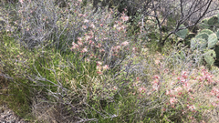 Calliandra eriophylla