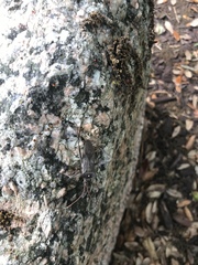 Acanthocephala declivis