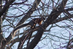 Sciurus aureogaster aureogaster