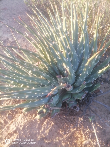Aloe longistyla, photograph 6