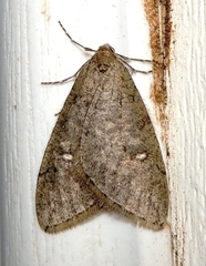 Paleacrita merriccata