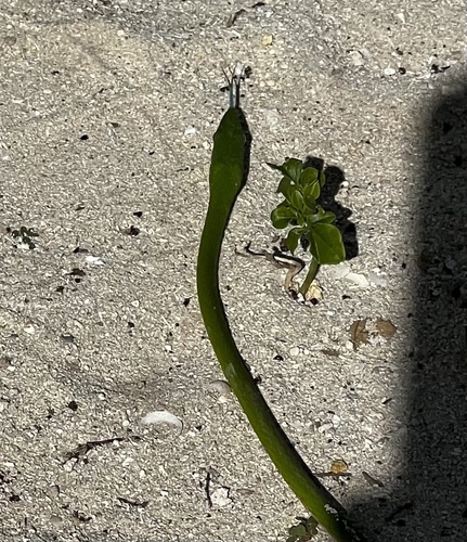 Pointed Snake