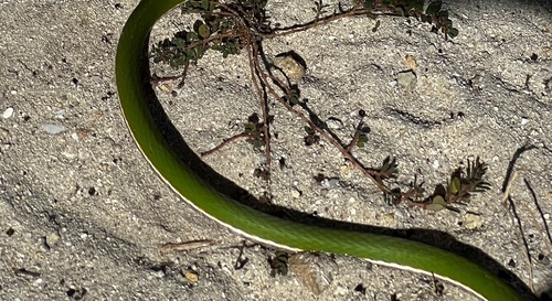 Pointed Snake