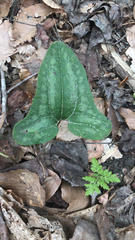 Hexastylis arifolia