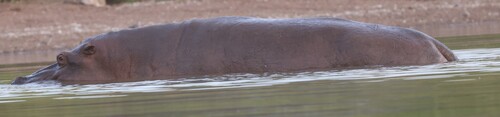 Common Hippopotamus