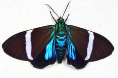 Hypocrita albimacula