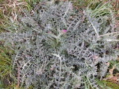 Cirsium