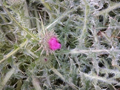 Cirsium