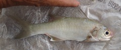 Polydactylus