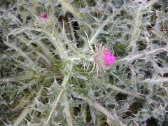 Cirsium