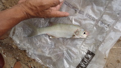 Polydactylus