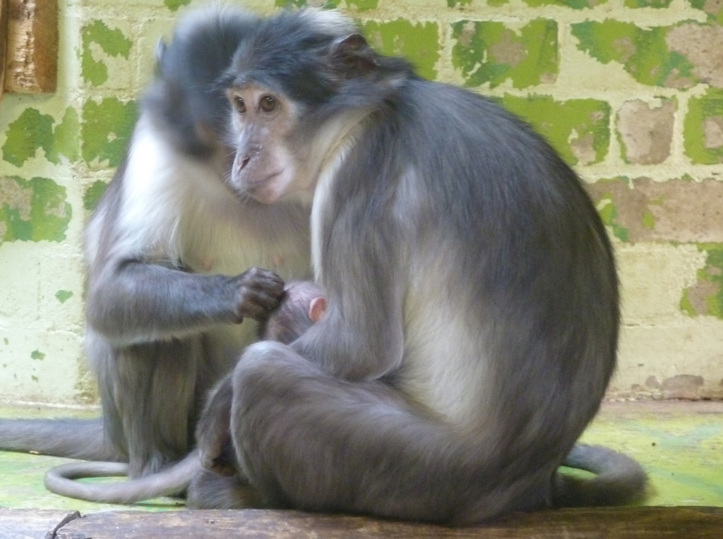 White-naped mangabey (Cercocebus lunulatus)