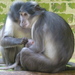 White-naped Mangabey - Photo (c) Esther Simpson, some rights reserved (CC BY-NC-SA)