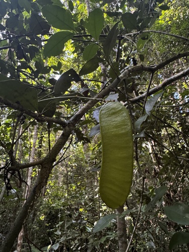 Inga capitata, 2026-04-22